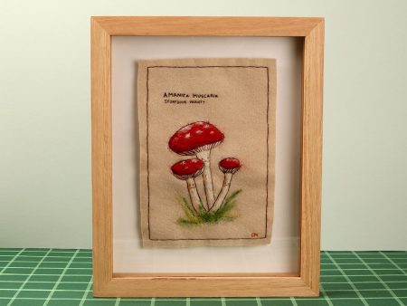 Amanita Muscaria (Storybook Variety) For Sale